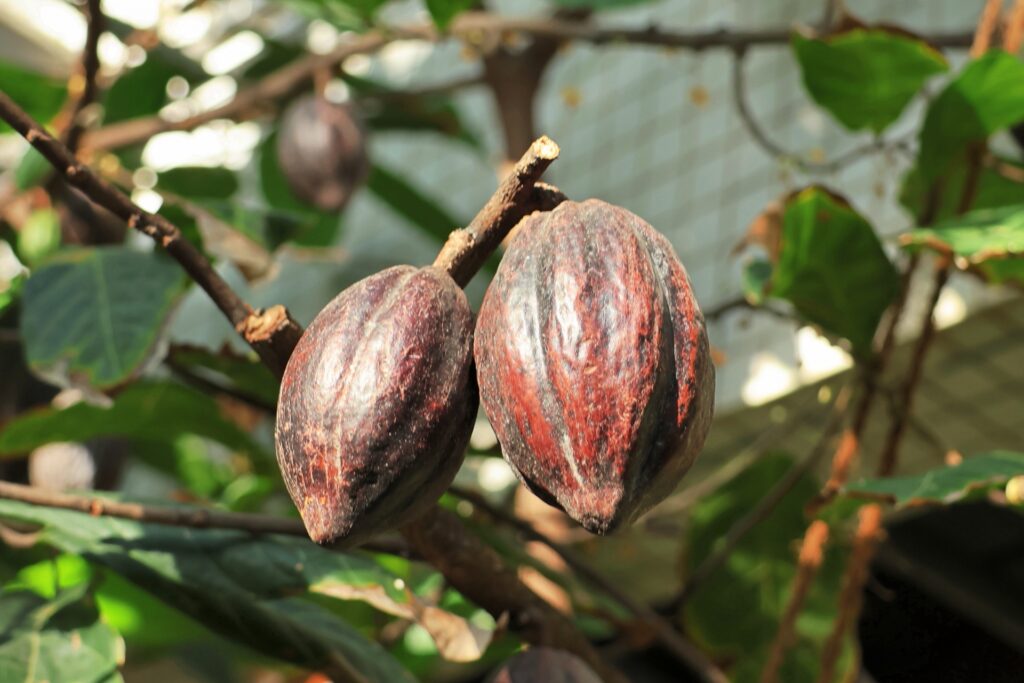 チョコレート
カカオ
原産国
生産国
世界一
コートジボワール
バレンタイン
雑学
豆知識
クイズ