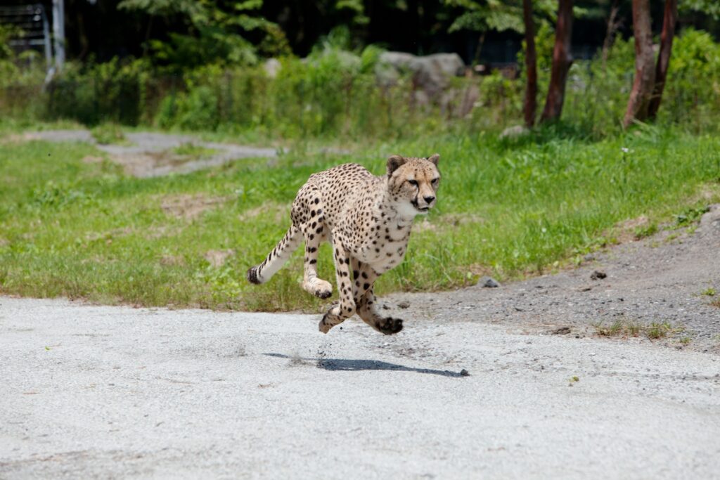 速い
動物
生き物
雑学
豆知識
チーター