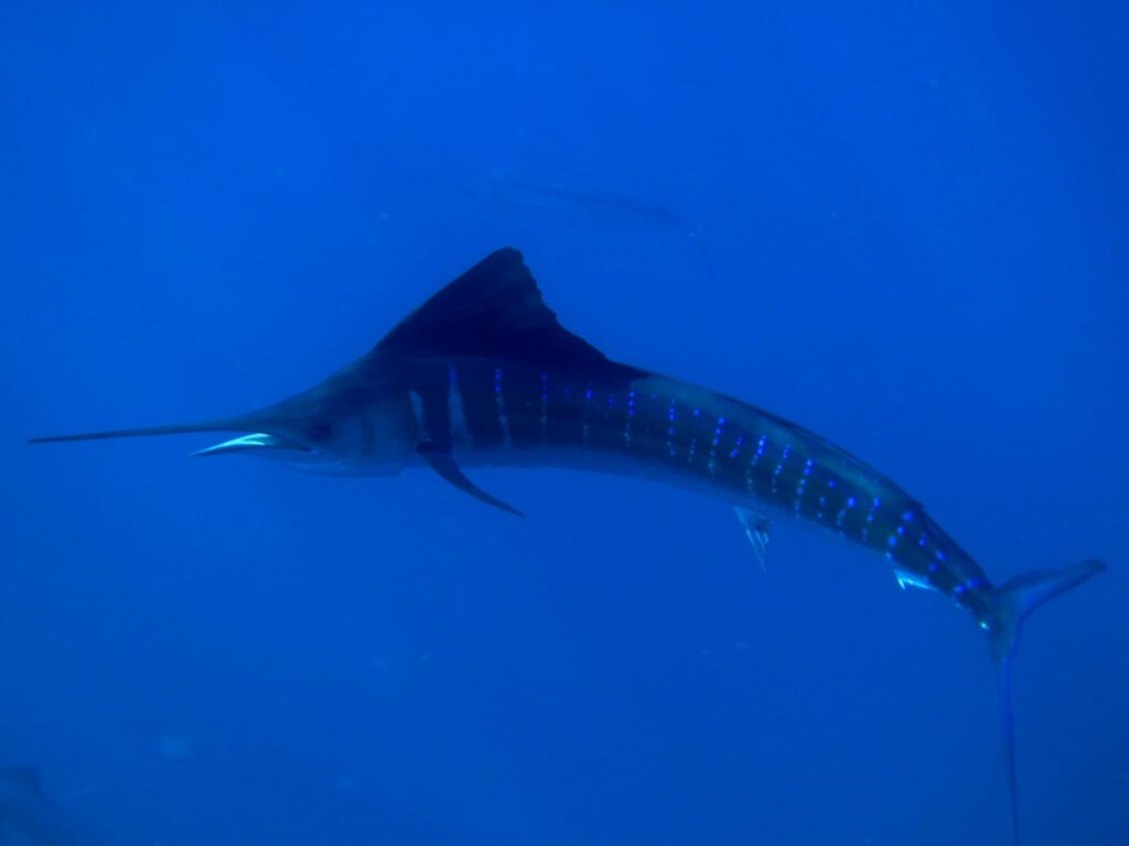 速い
動物
魚
生き物
雑学
豆知識
バショウカジキ