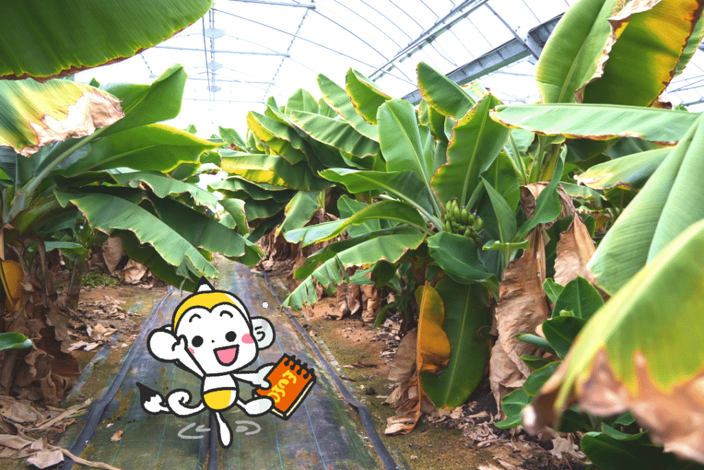 バナナ農園（のうえん）に行ってきたッキ〜！【株式会社たかきコラボ】