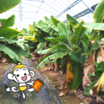 バナナ農園（のうえん）に行ってきたッキ〜！【株式会社たかきコラボ】