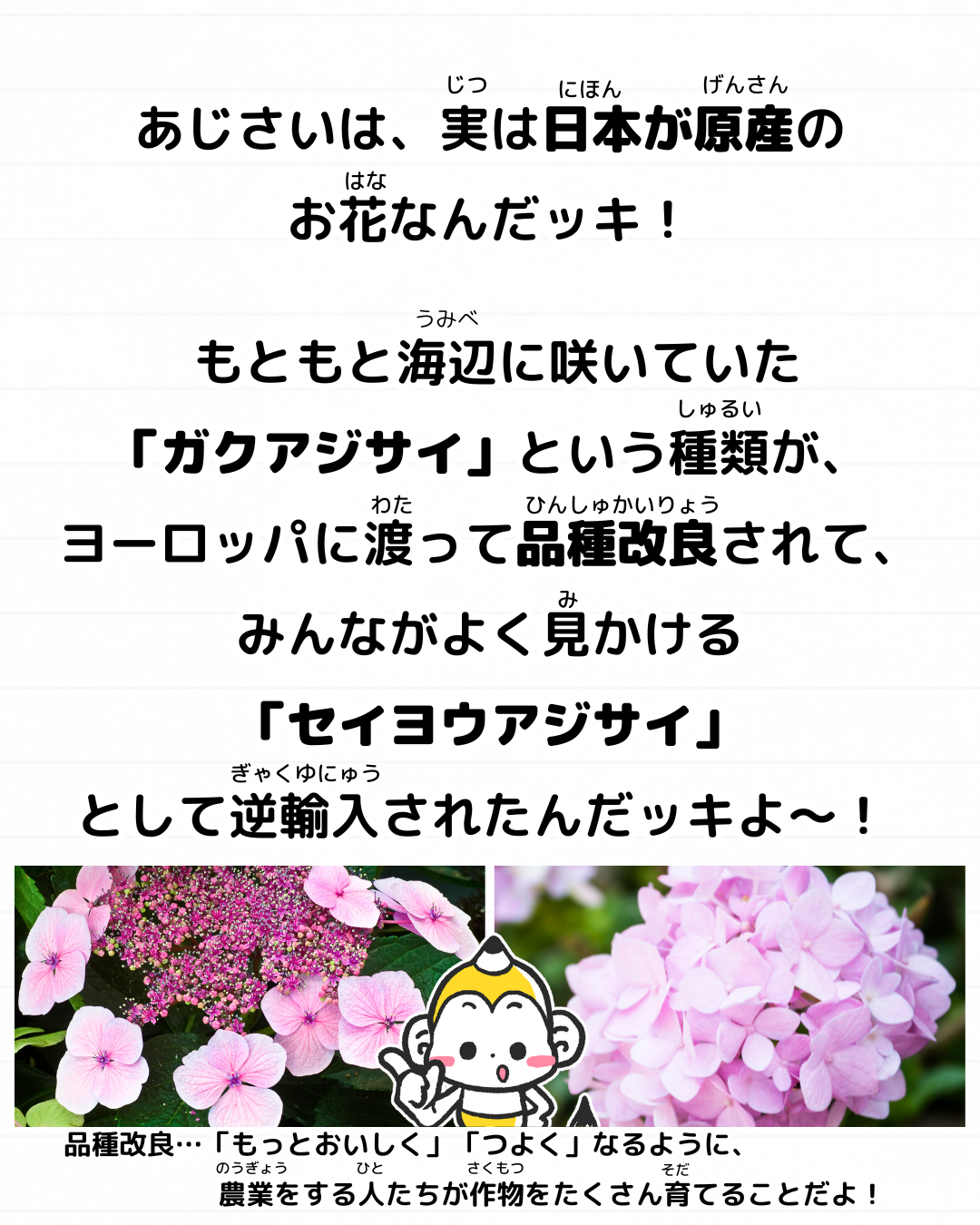 あじさい 紫陽花 日本 花 雑学 豆知識 メモざる