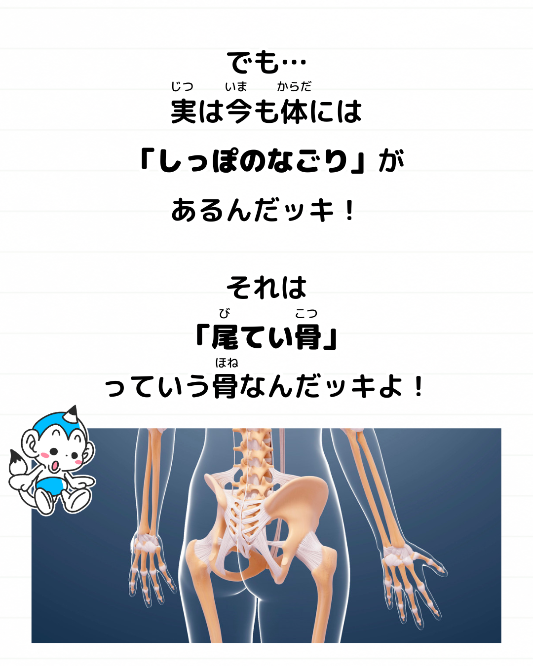 メモざる 雑学 豆知識 尻尾 しっぽ 人間 人 ない 理由