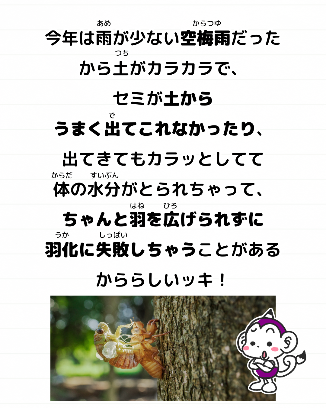 セミ 鳴き声 聞こえない