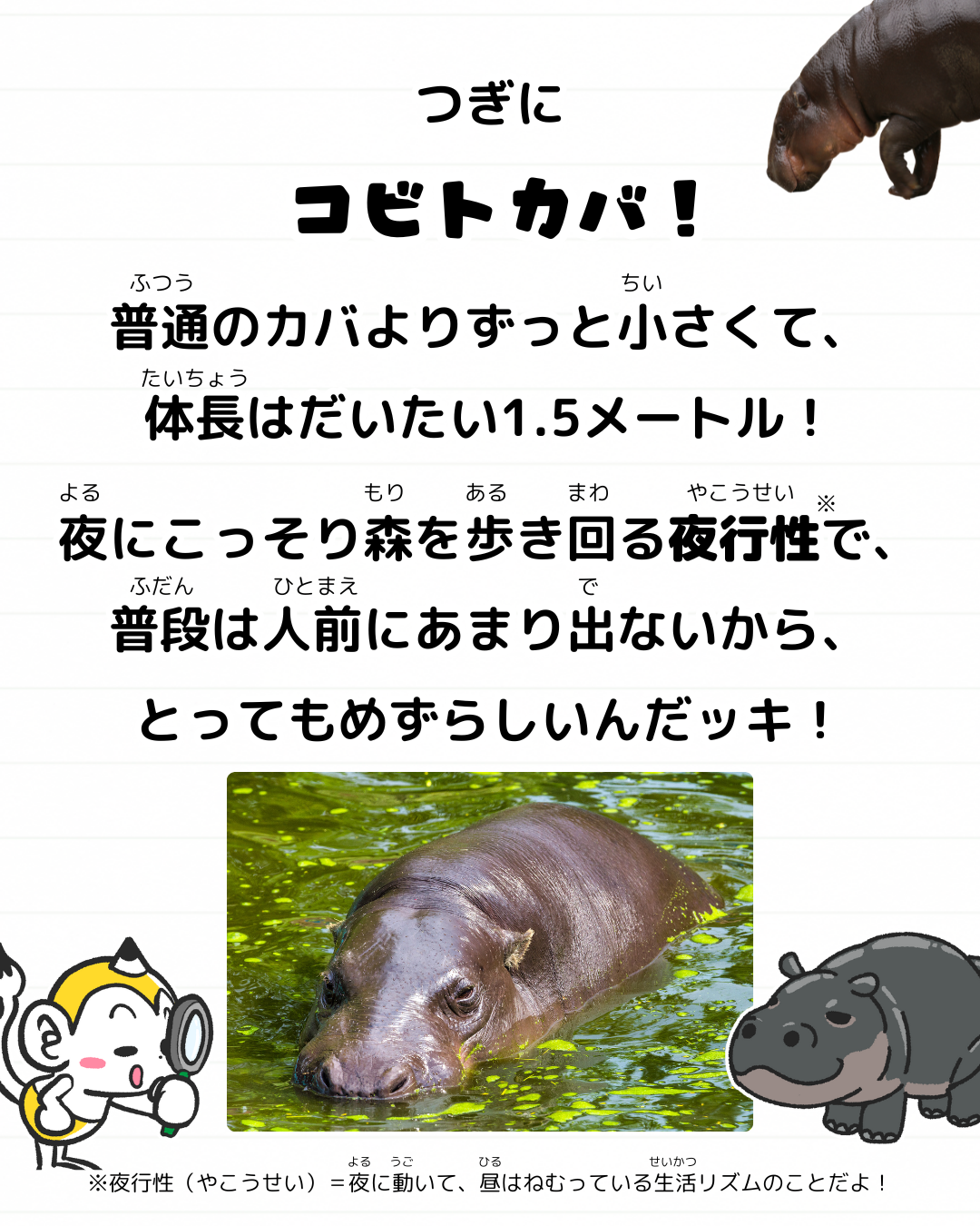 メモざる 世界三大珍獣 雑学 コビトカバ