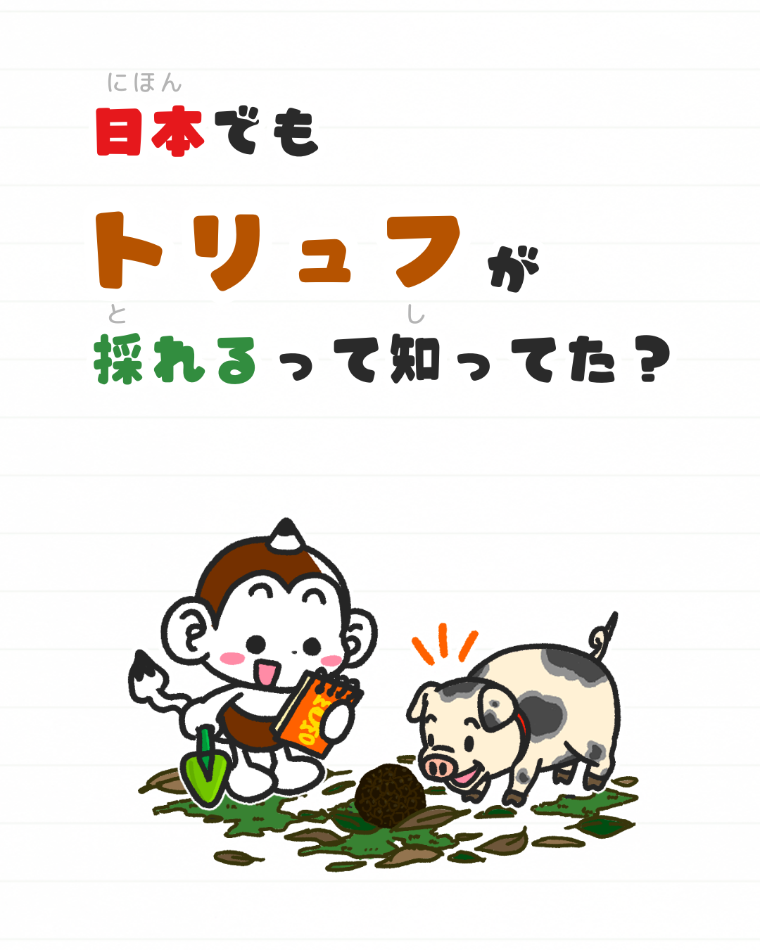 メモざる
雑学
トリュフ
日本
国産