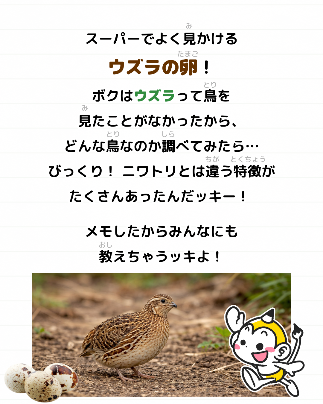 メモざる ウズラ 生態 卵 スーパー