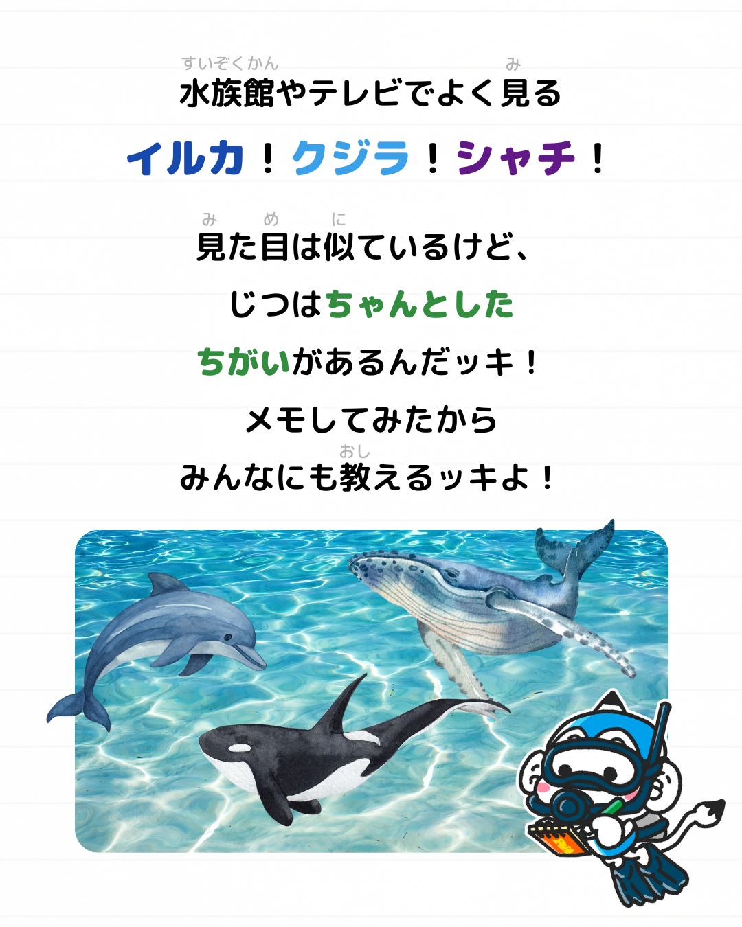 メモざる 雑学 違い イルカ シャチ クジラ 生きもの