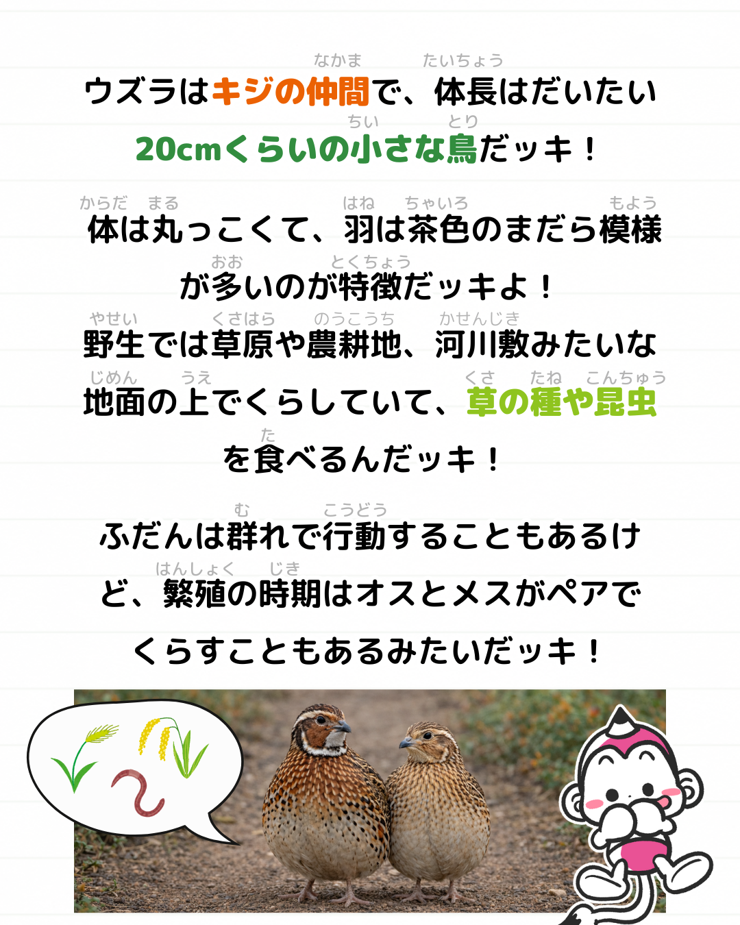 メモざる ウズラ 生態 卵 スーパー