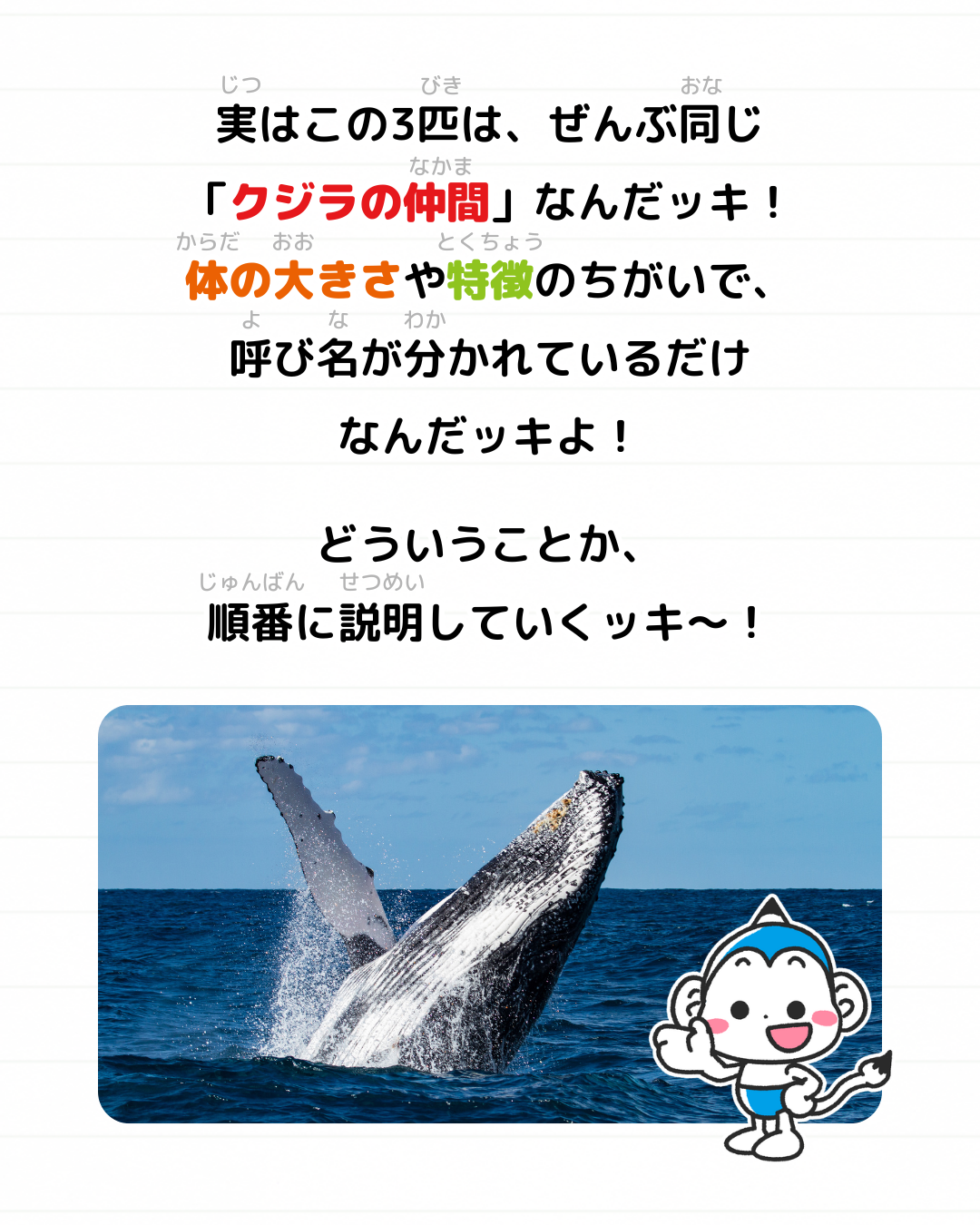 メモざる 雑学 違い イルカ シャチ クジラ 生きもの
