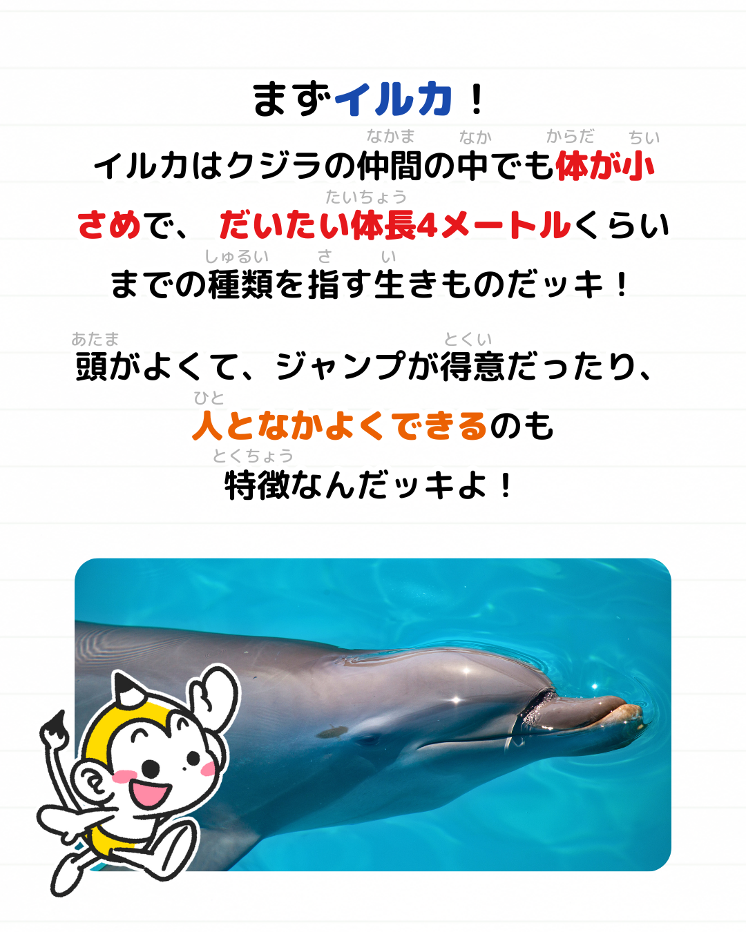 メモざる 雑学 違い イルカ シャチ クジラ 生きもの