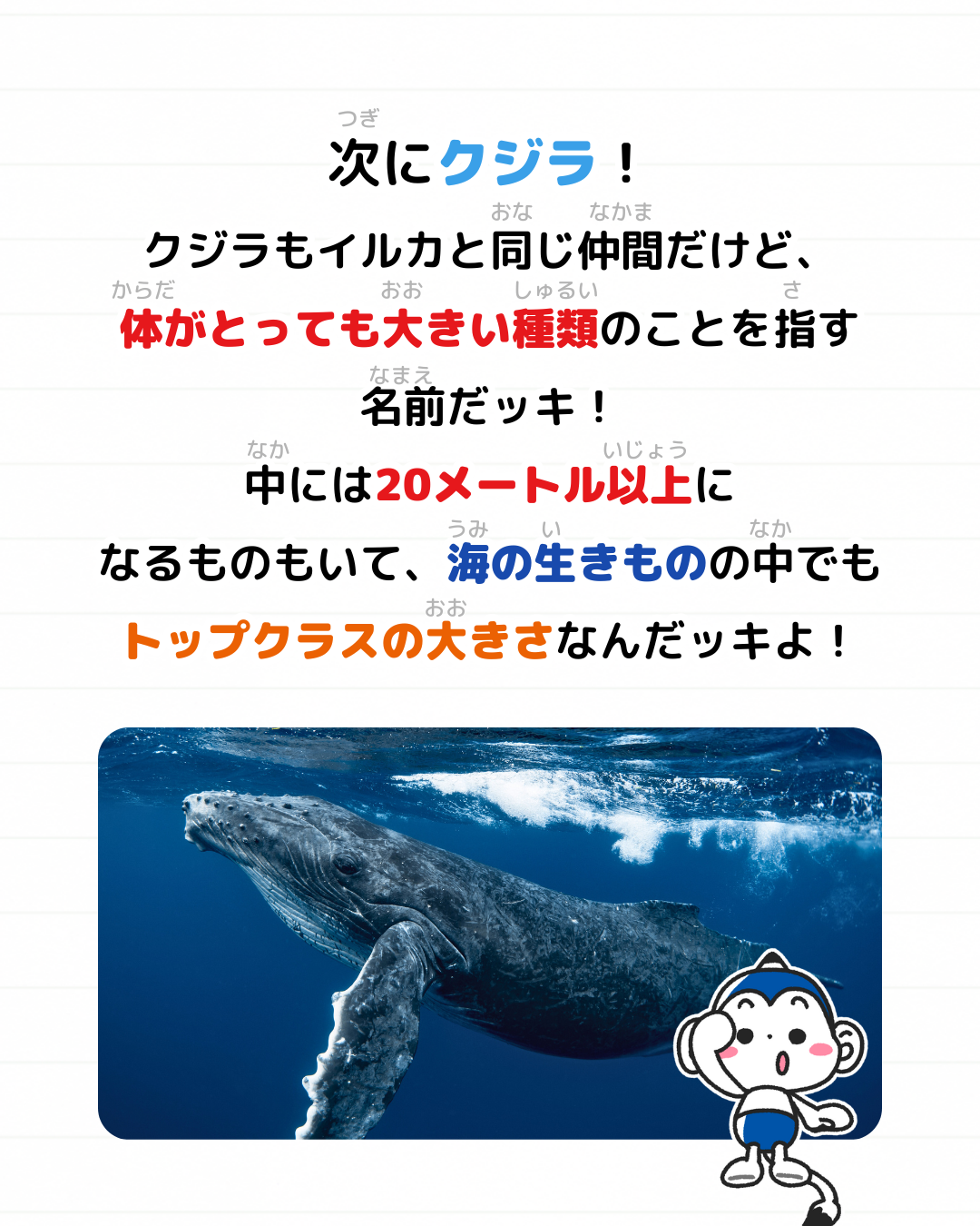 メモざる 雑学 違い イルカ シャチ クジラ 生きもの