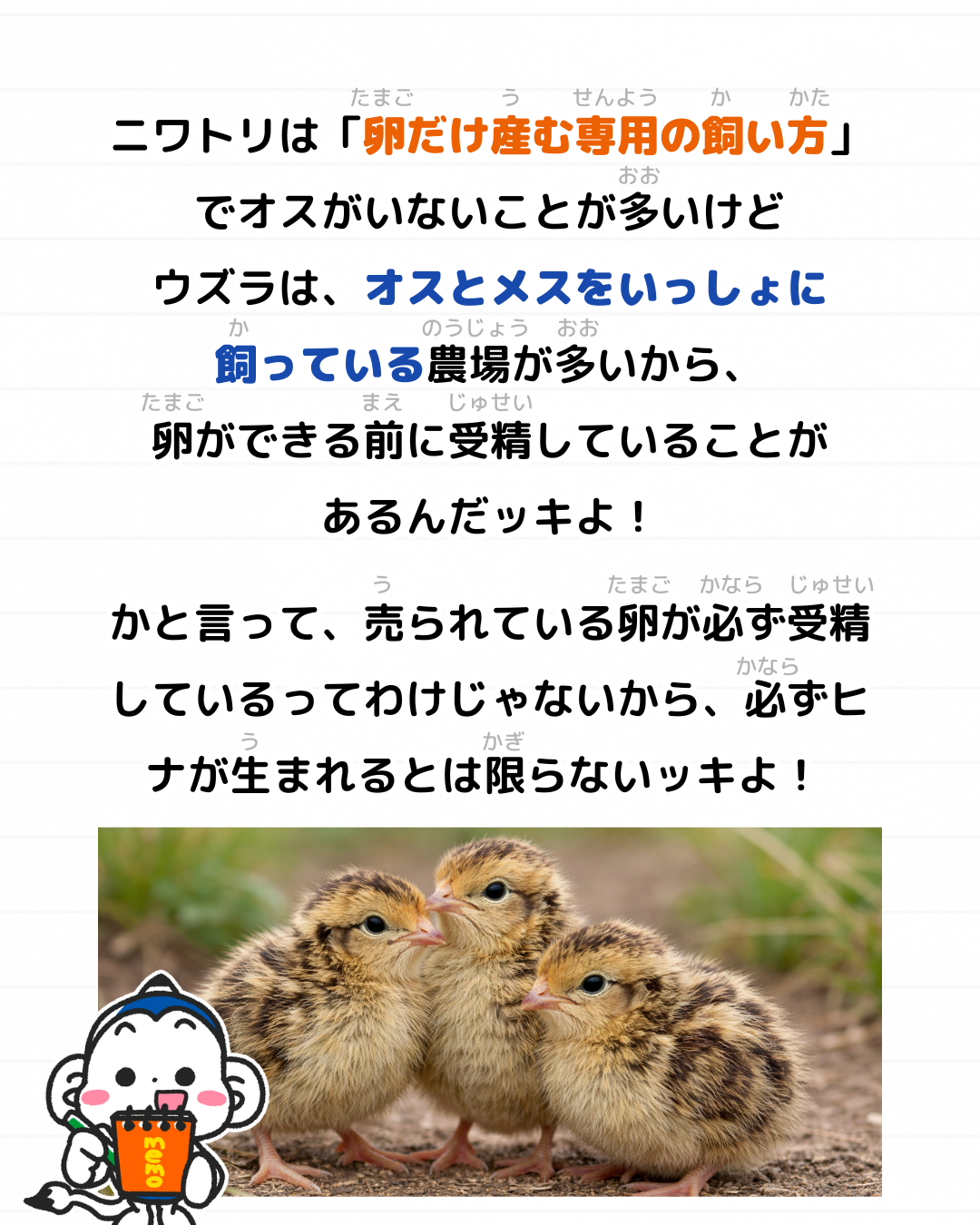 メモざる ウズラ 生態 卵 スーパー