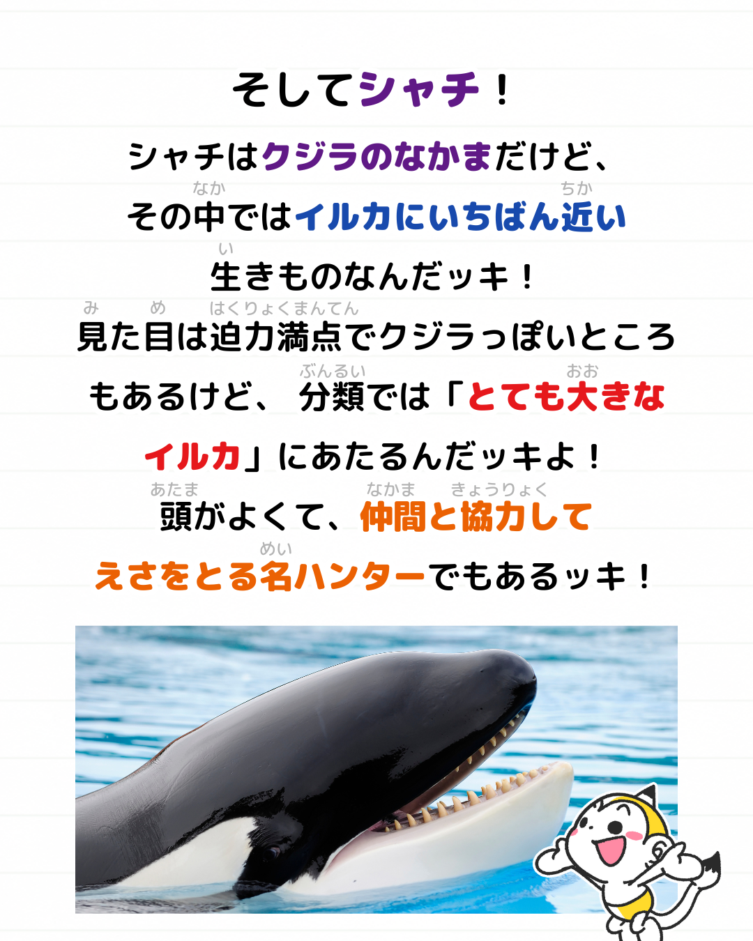 メモざる 雑学 違い イルカ シャチ クジラ 生きもの