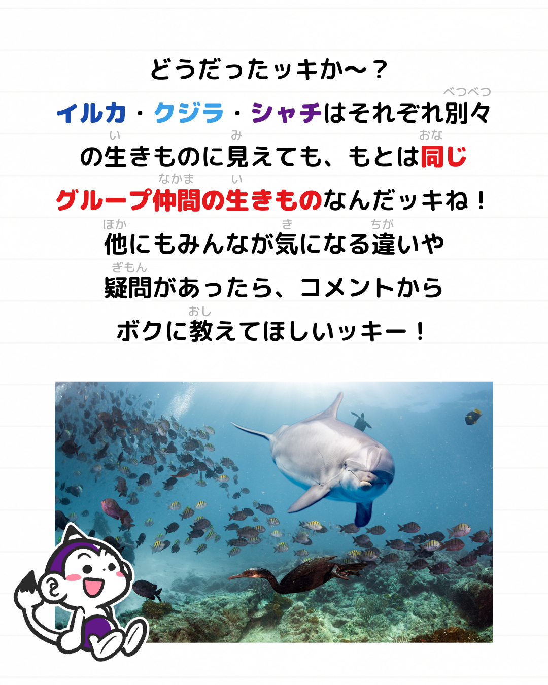 メモざる 雑学 違い イルカ シャチ クジラ 生きもの