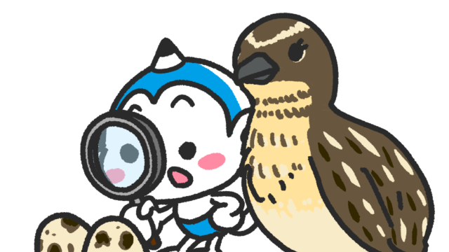 メモざる ウズラ 生態 卵 スーパー