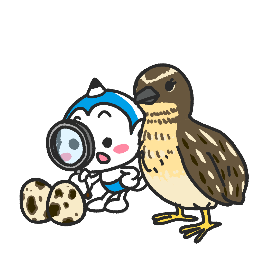 メモざる ウズラ 生態 卵 スーパー