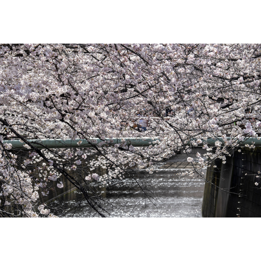 春雨の漢字が「春の雨」な理由 解説