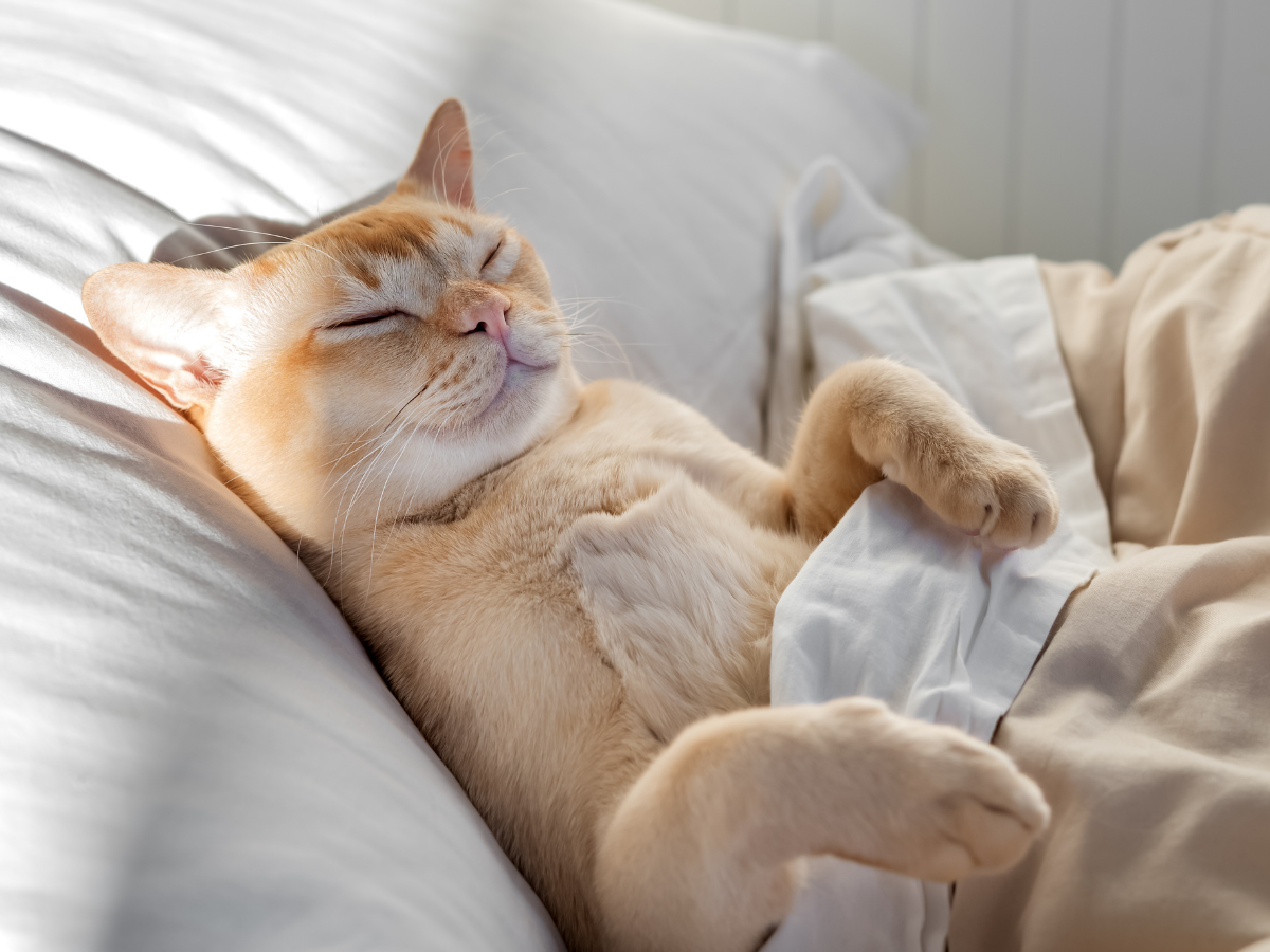 猫の1日の睡眠時間