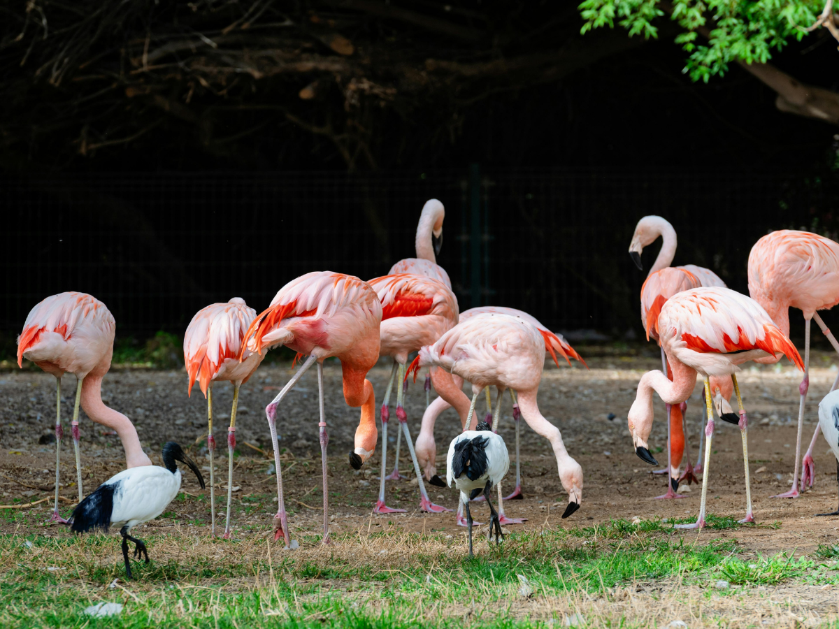 フラミンゴが片足で立つ理由