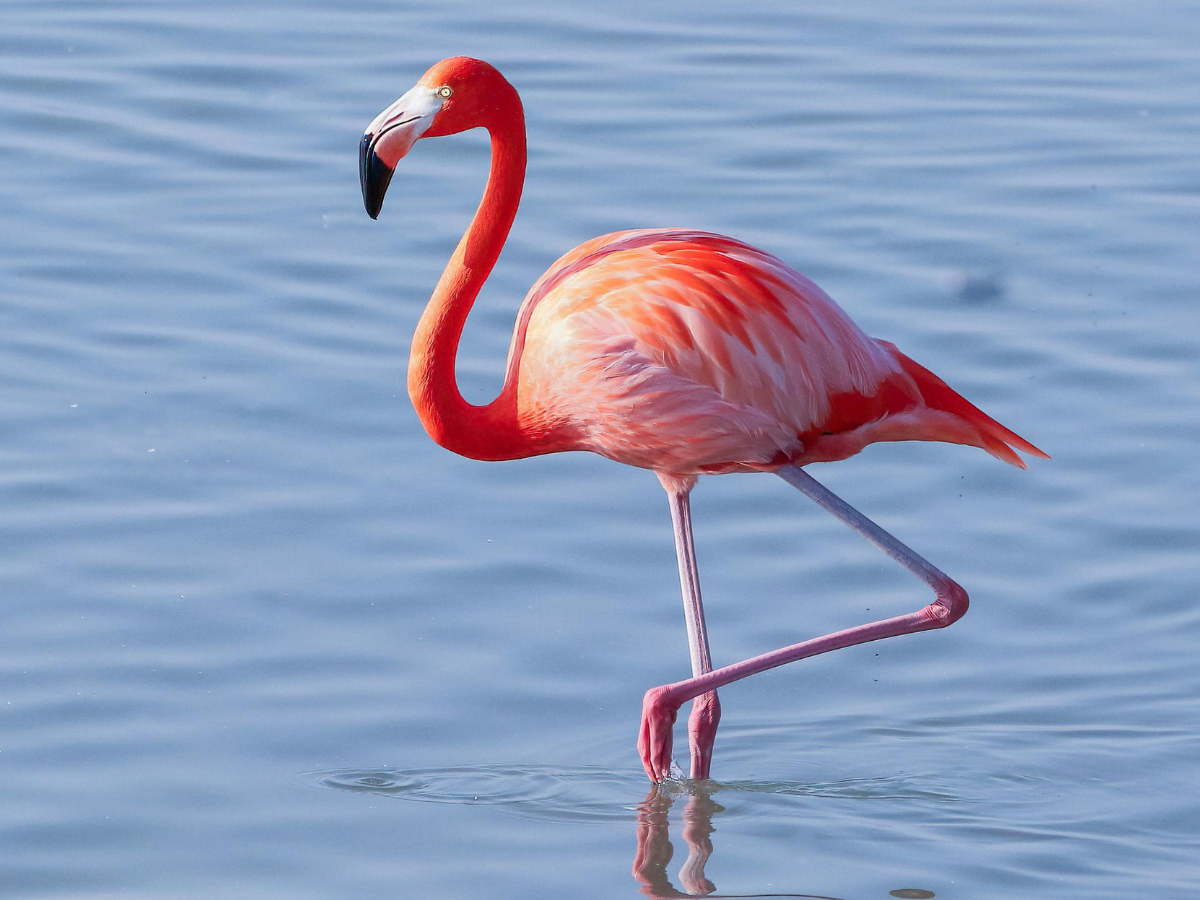 フラミンゴが片足で立つ理由 解説