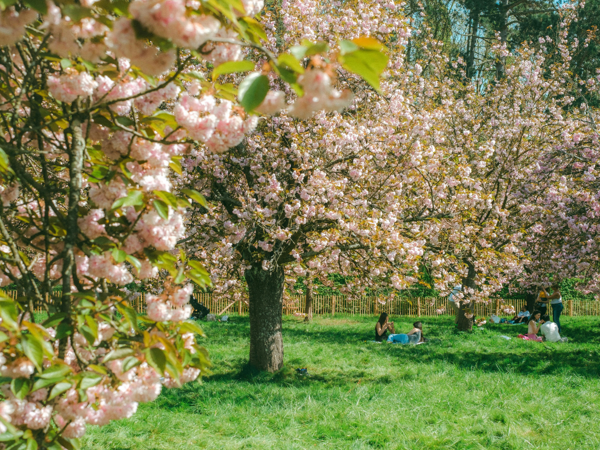 桜の花が葉っぱより先に咲く理由