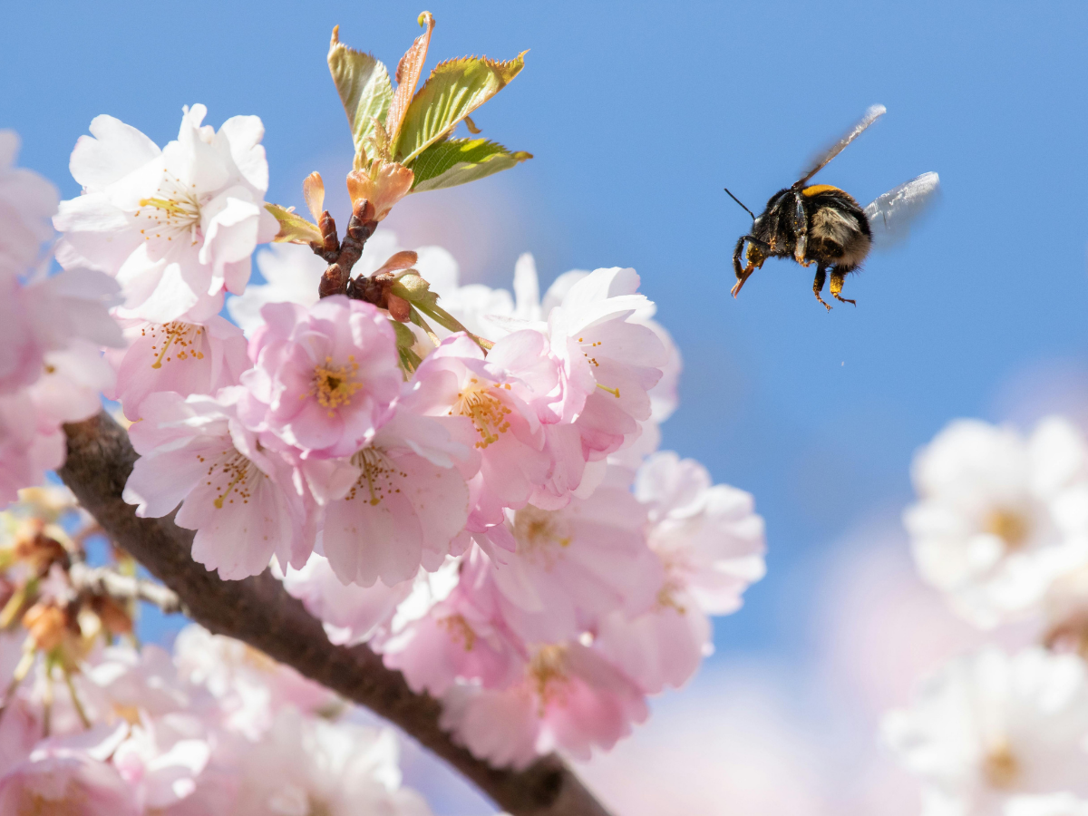 桜の花が葉っぱより先に咲く理由 解説