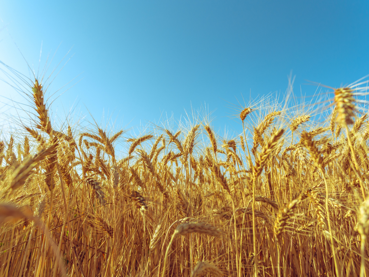 麦茶って普通のお茶と何が違う？ 解説